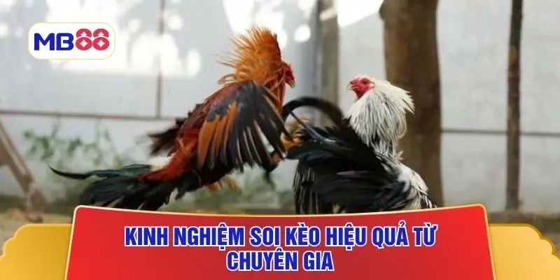 Kinh nghiệm soi kèo hiệu quả từ chuyên gia