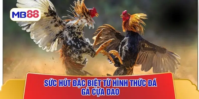 Sức hút đặc biệt từ hình thức đá gà cựa dao